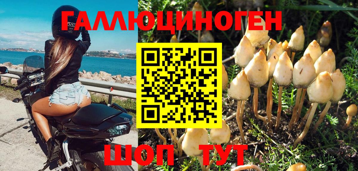 Галлюциногенные грибы Psilocybe Рославль